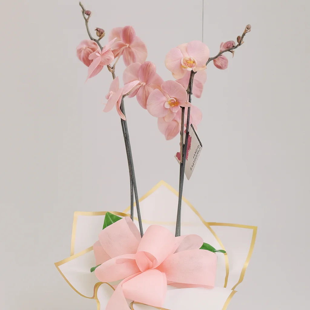 Orquídea Phalaenopsis