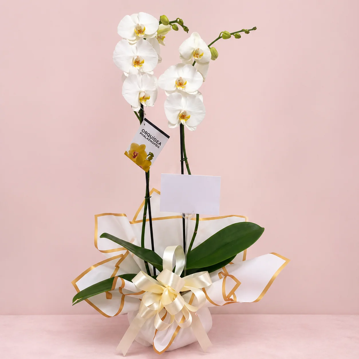 Orquídea Blanca Elegancia